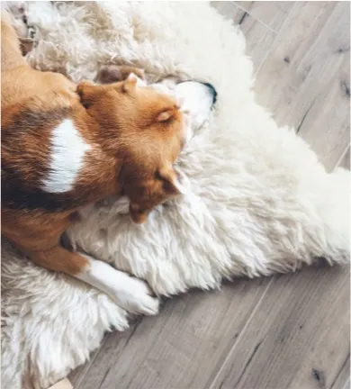 Dog resting on floor | Carpet City